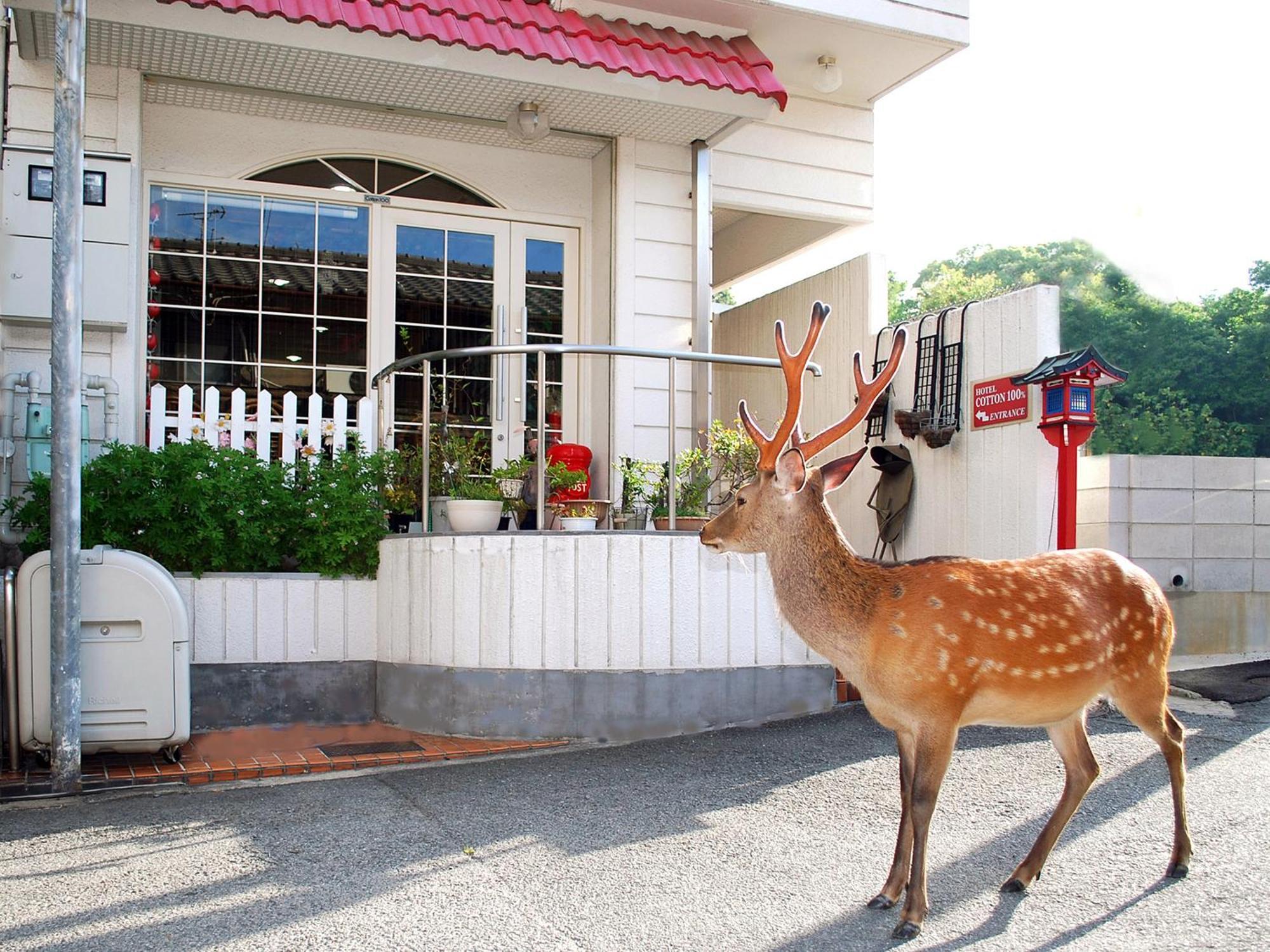 Hotel Cotton 100% Nara Ngoại thất bức ảnh